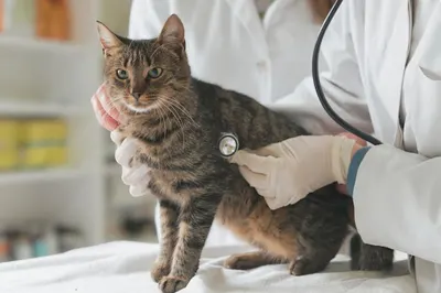 Gabinet weterynaryjny Kocimiętka - weterynarz Łomża